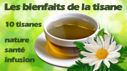 Les Bienfaits De 10 Tisanes