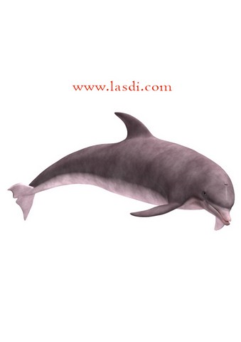poisson d’avril à imprimer dauphin illustration